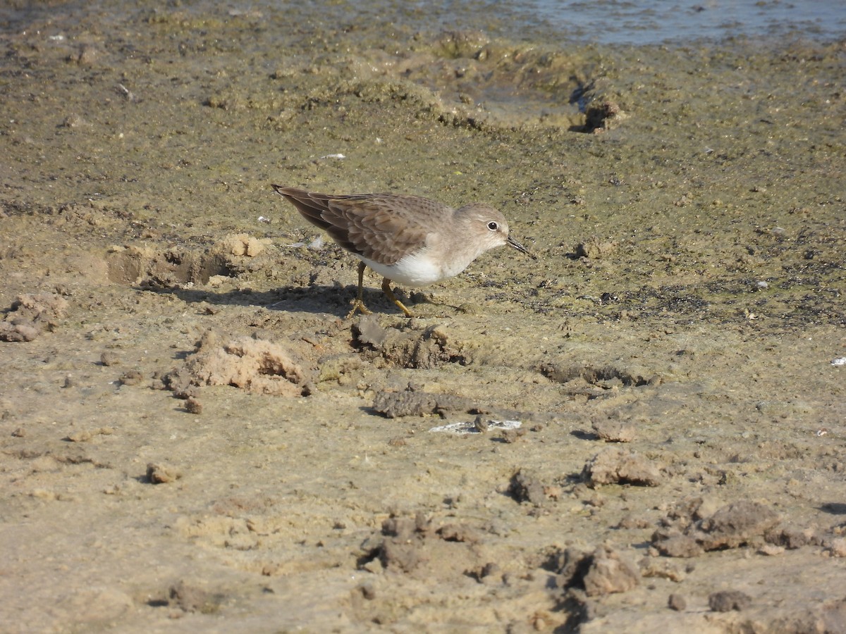 Побережник білохвостий - ML646401100