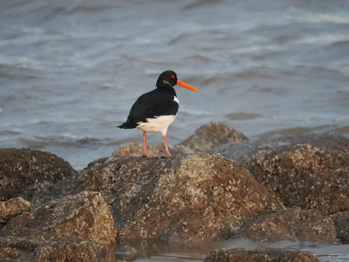 Кулик-сорока євразійський - ML646401102
