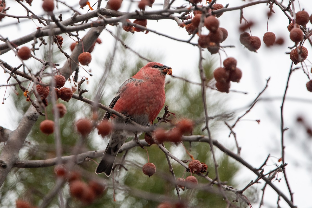 Смеречник тайговий - ML646401103