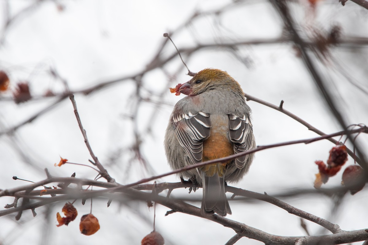 Смеречник тайговий - ML646401105