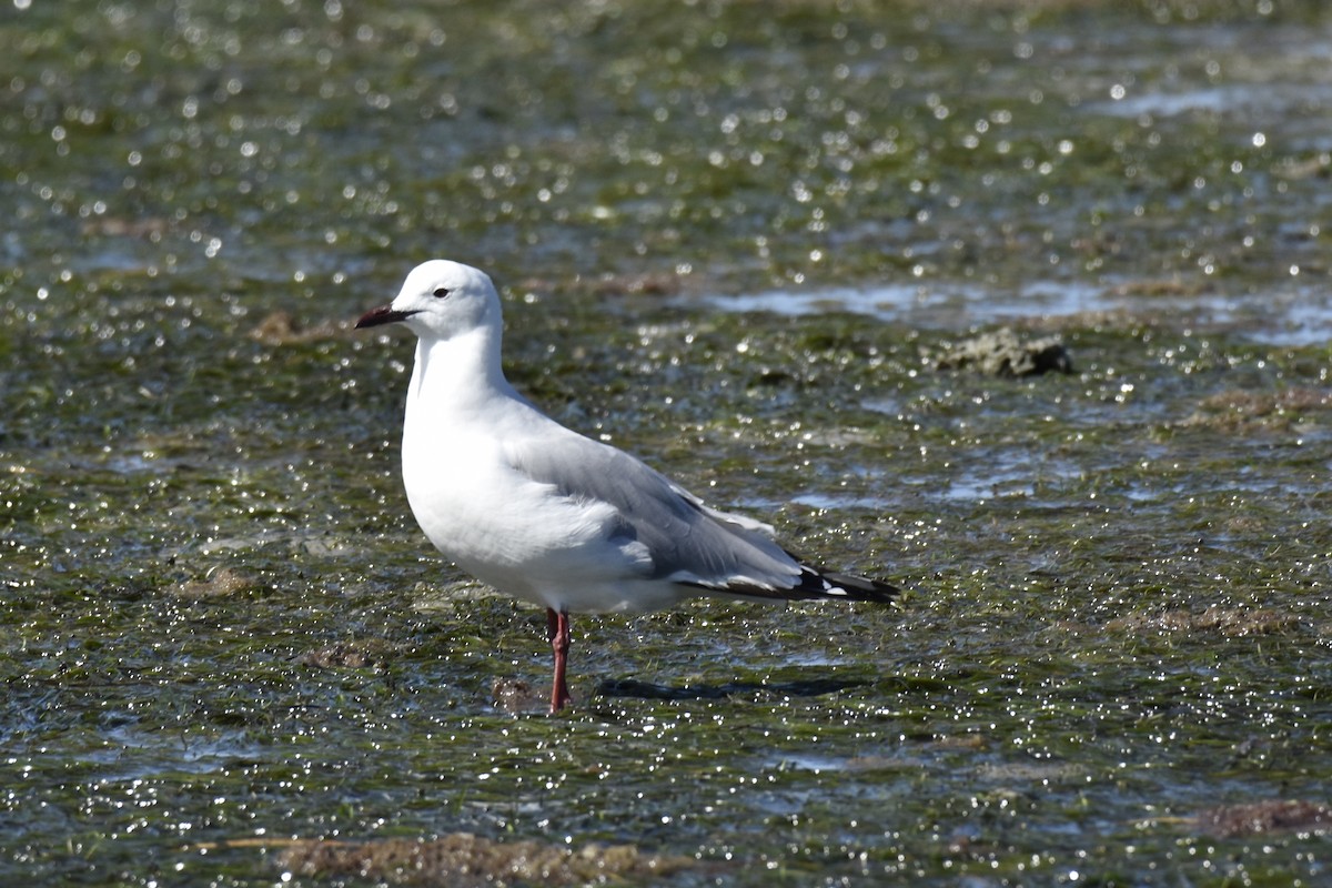 Мартин намібійський - ML646401107