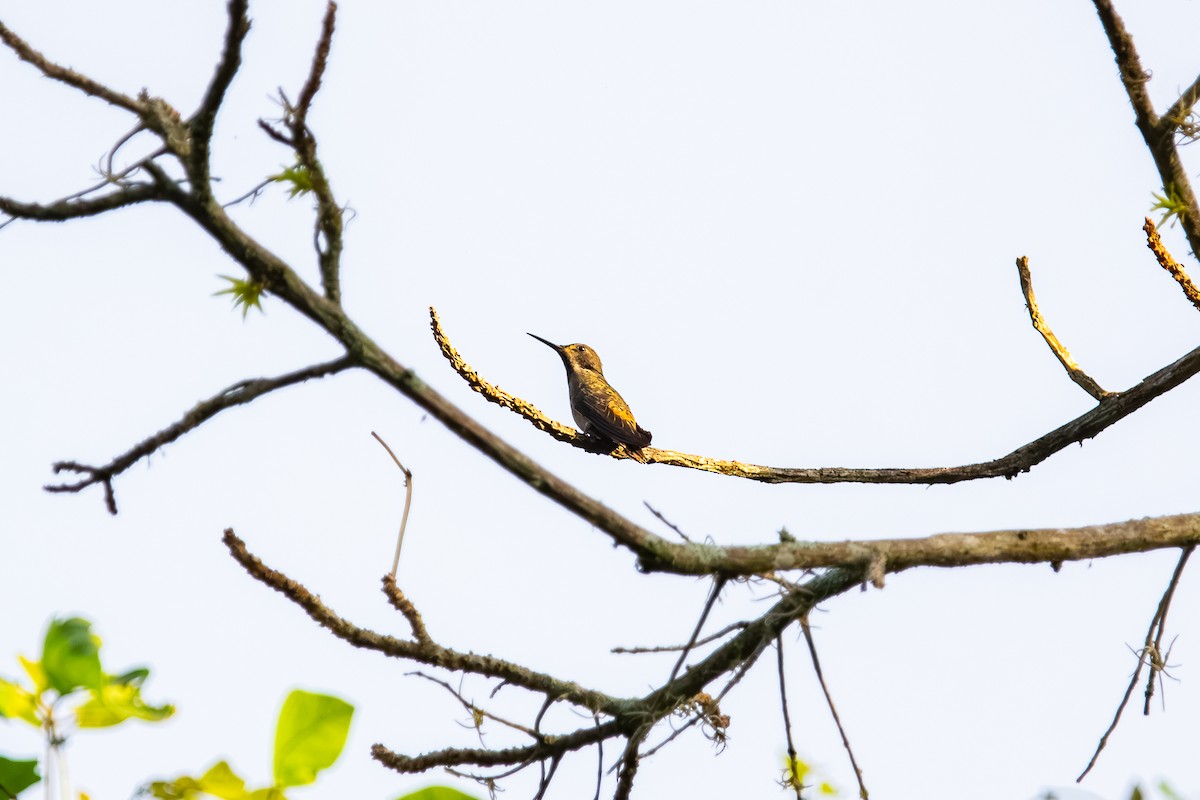 Колібрі бурий - ML646401108