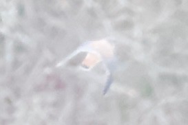 Боривітер американський - ML646401109