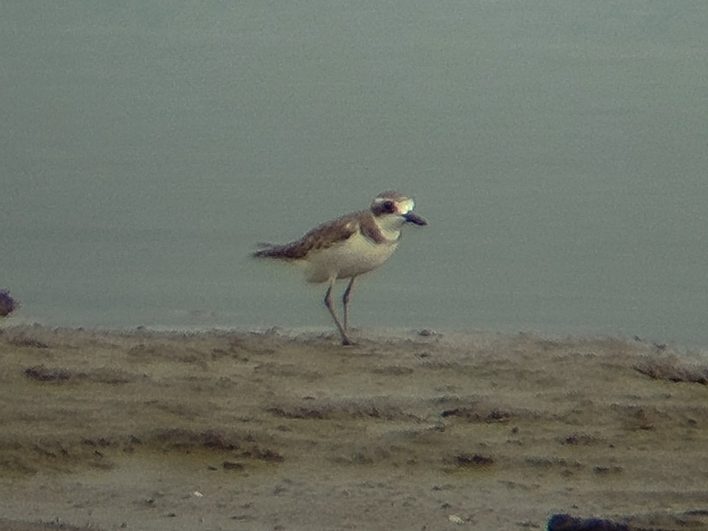 Пісочник сибірський/тібетський - ML646401110