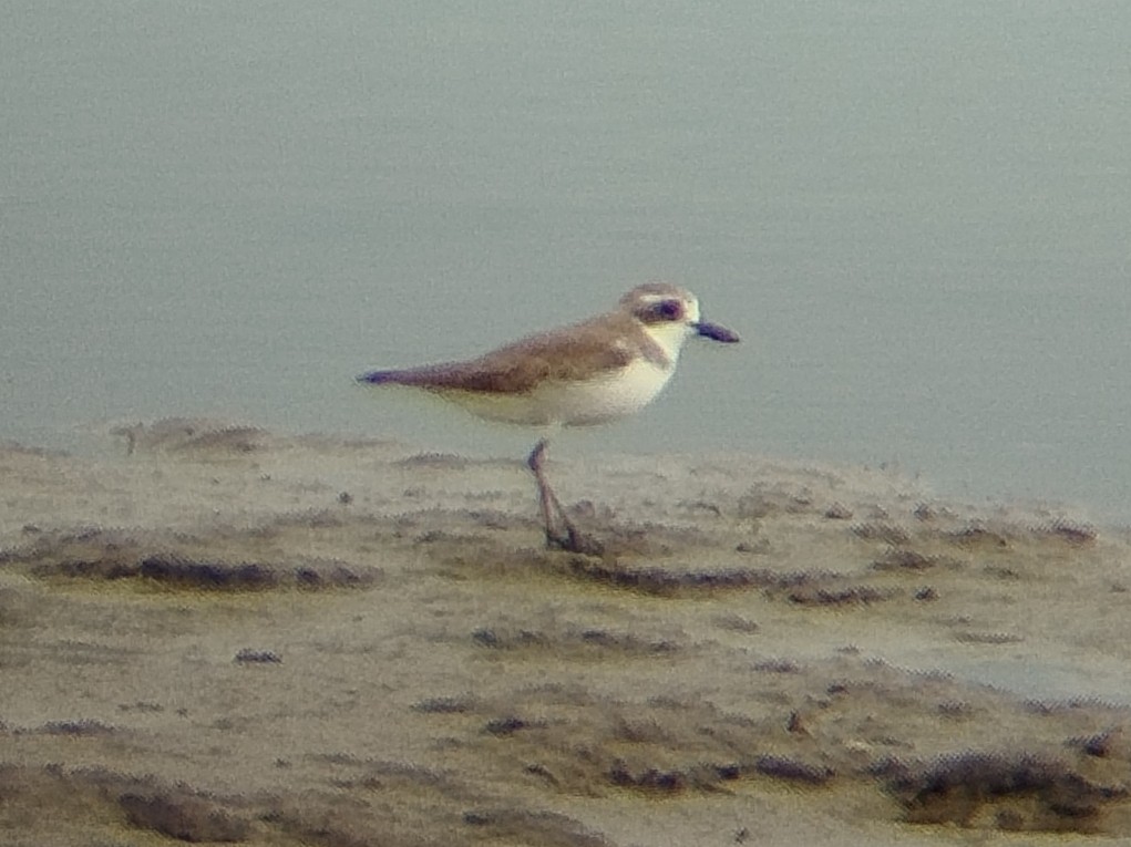 Пісочник сибірський/тібетський - ML646401111