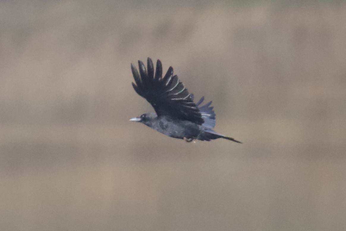 Ворона американська - ML646401114