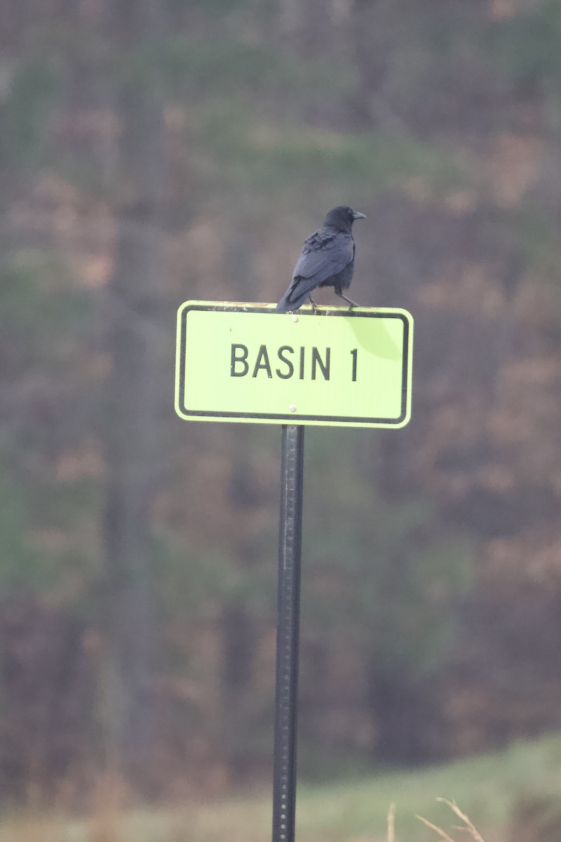 Ворона американська - ML646401115