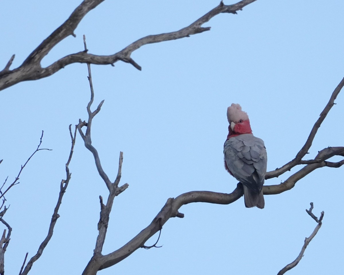 Какаду рожевий - ML646401116