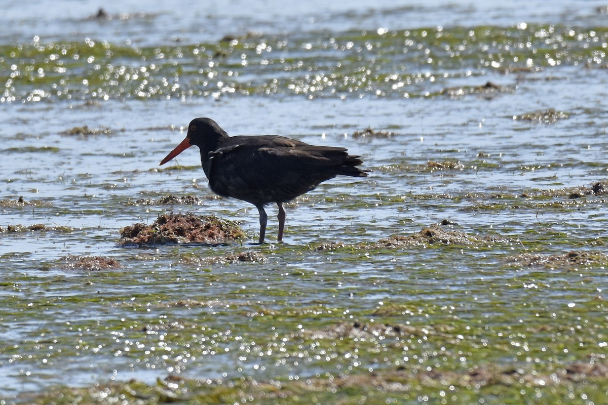 Кулик-сорока африканський - ML646401118