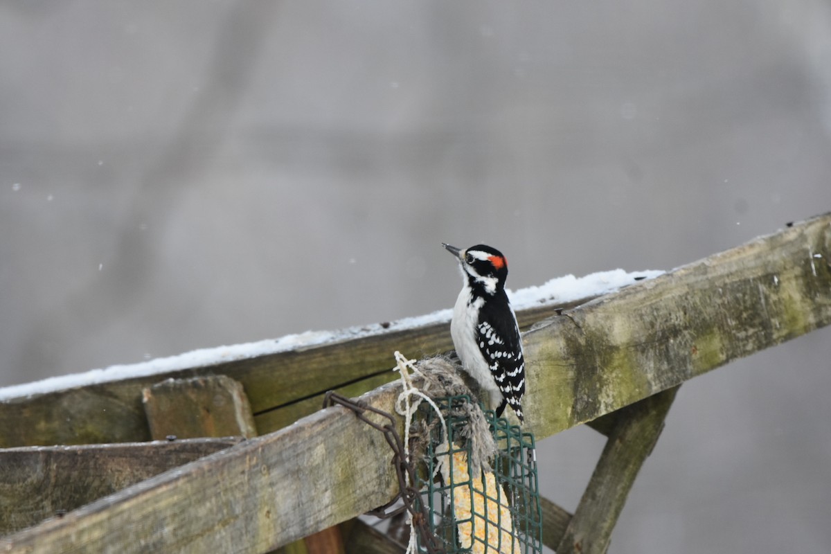 Дятел волохатий - ML646401119