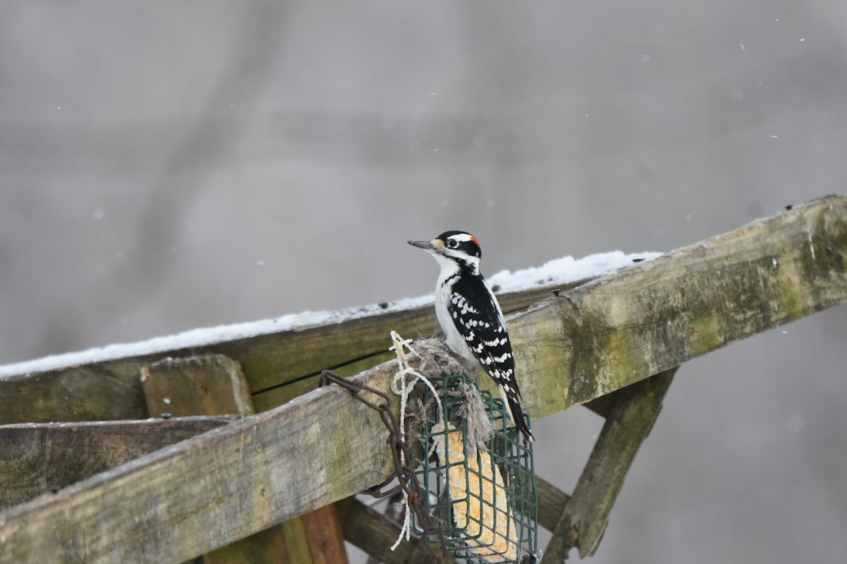 Дятел волохатий - ML646401120