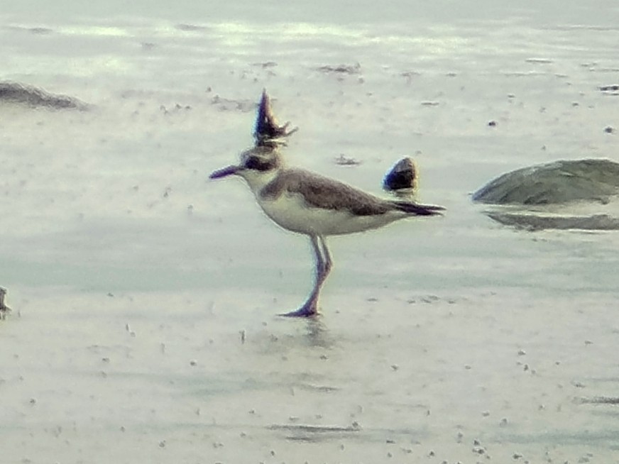 Greater Sand-Plover - ML646401123