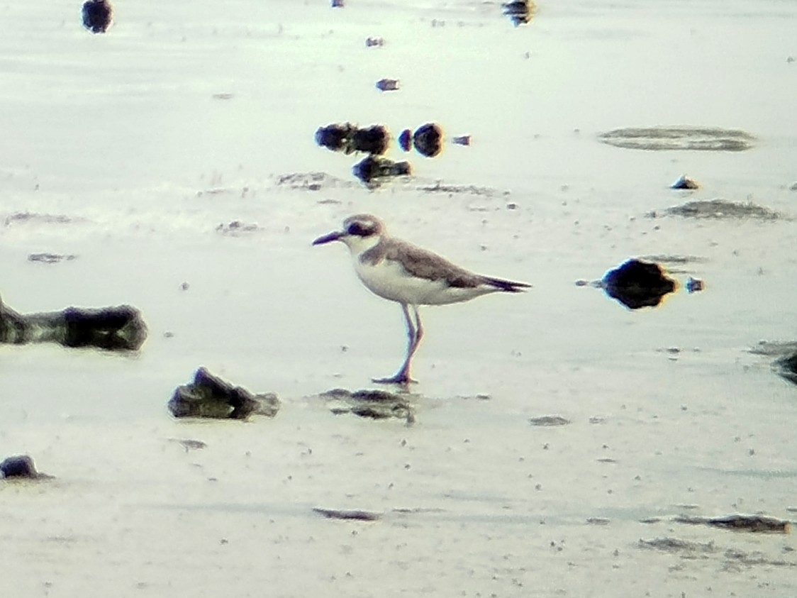 Greater Sand-Plover - ML646401124