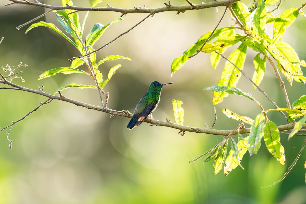 Indigo-capped Hummingbird - ML646401125