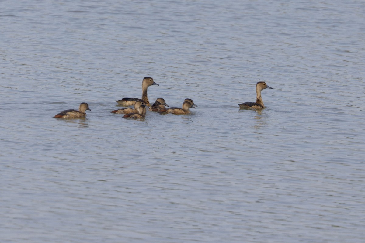 Lesser Whistling-Duck - ML646401126