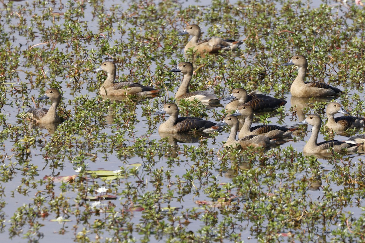 Lesser Whistling-Duck - ML646401127