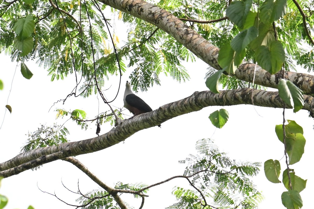 Micronesian Imperial-Pigeon - ML646401138