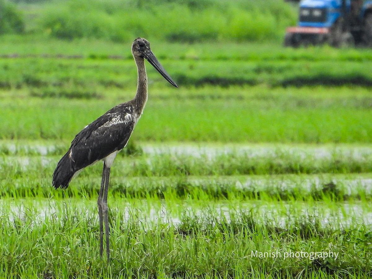 čáp černokrký - ML646401139