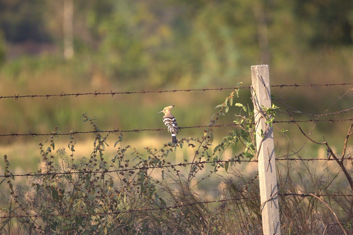dudek chocholatý - ML646401142