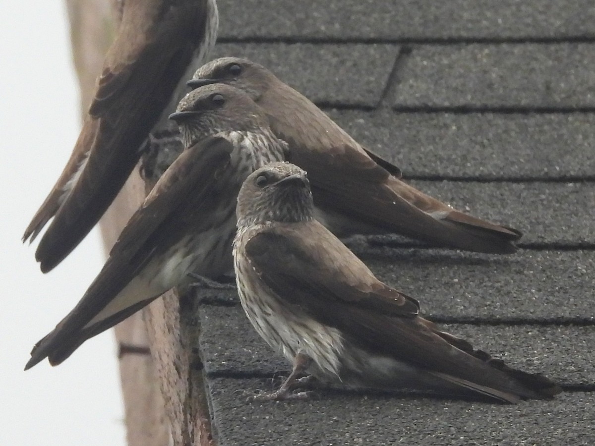 Mascarene Martin - ML646401144