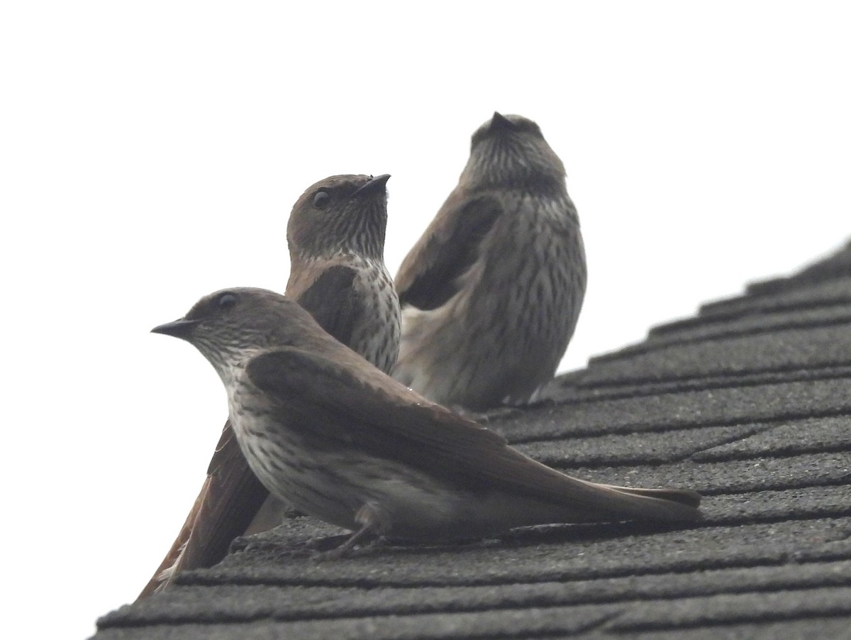 Mascarene Martin - ML646401145