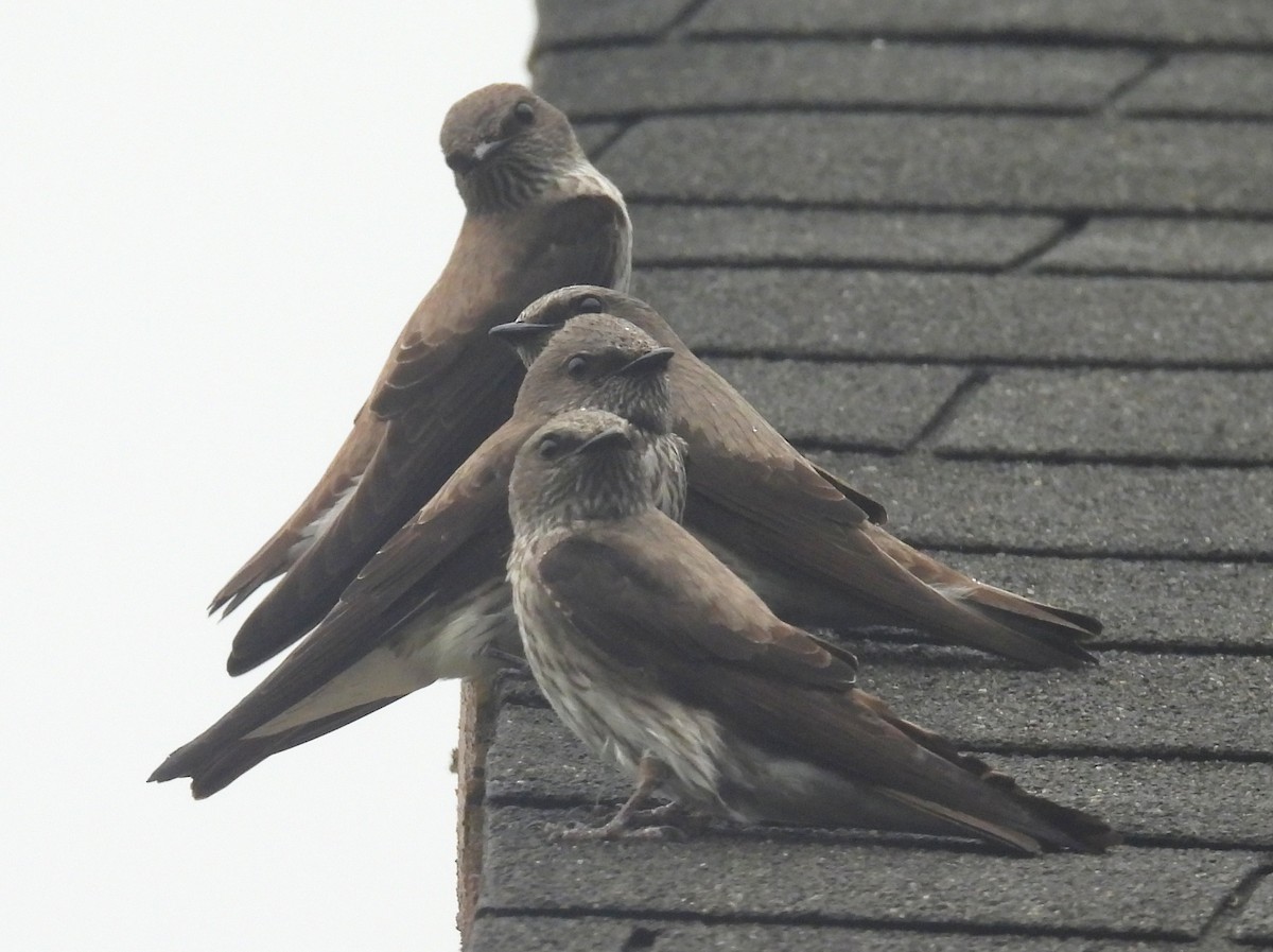 Mascarene Martin - ML646401146