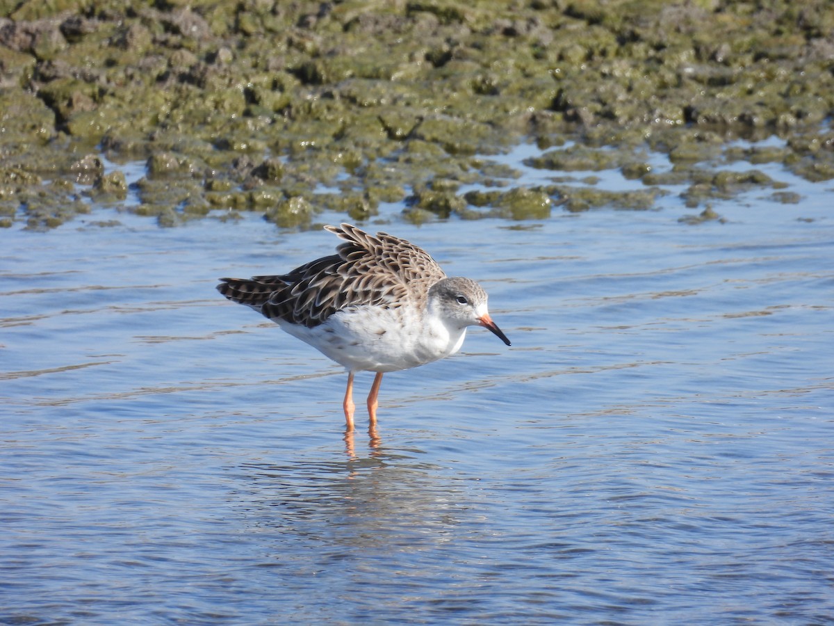 流蘇鷸 - ML646401156