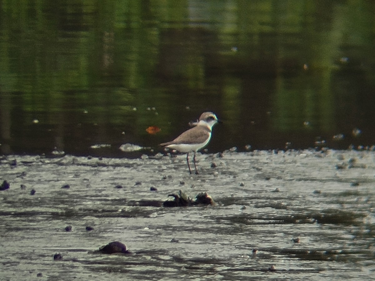 Kentish Plover - ML646401158