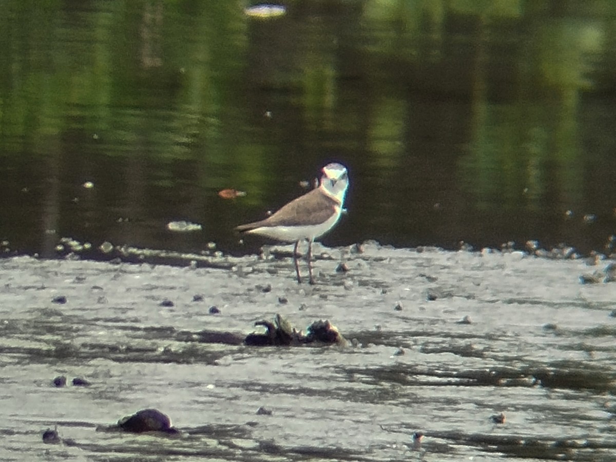 Kentish Plover - ML646401159