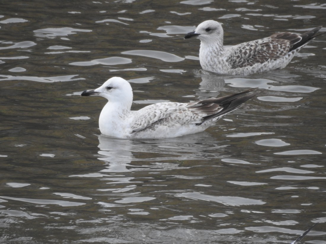 Caspian Gull - ML646401160