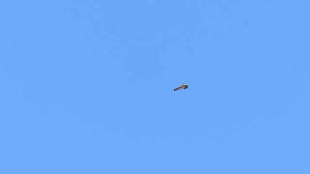 Bald Eagle - ML646401161