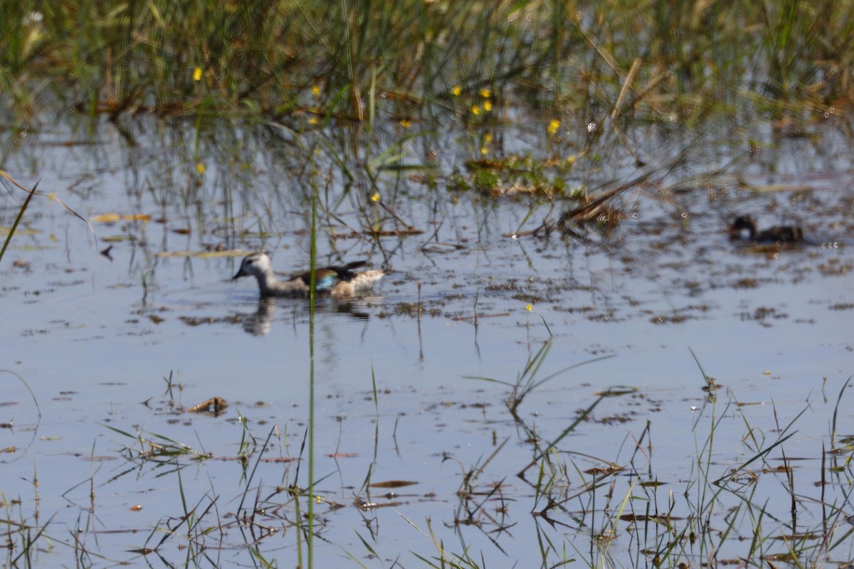 Cotton Pygmy-Goose - ML646401162