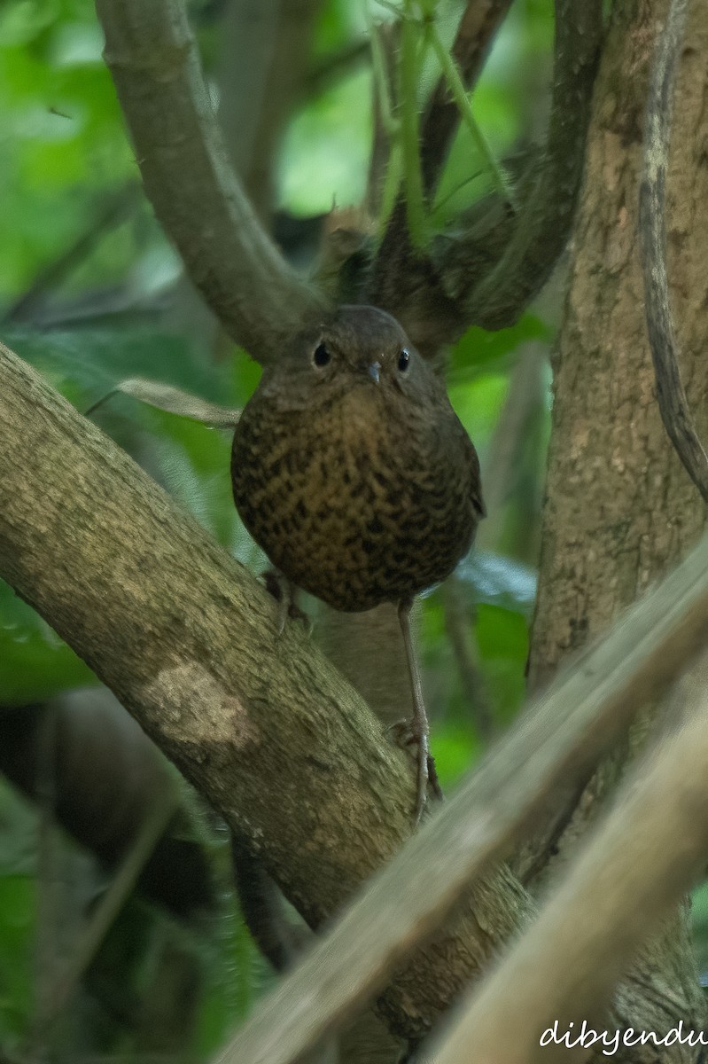 Immaculate Cupwing - ML646401163