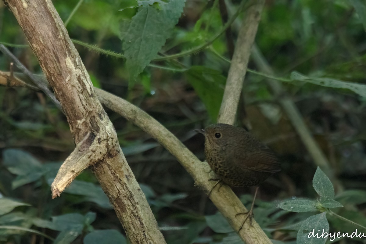 Immaculate Cupwing - ML646401164