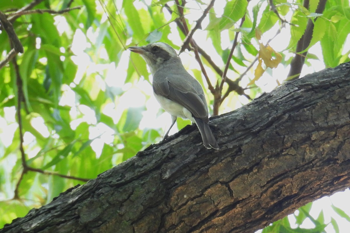 Common Woodshrike - ML646401168