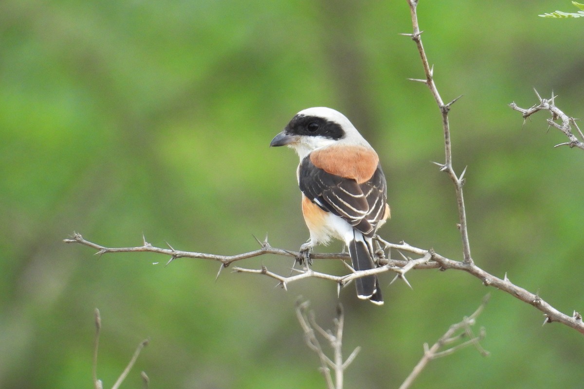 Pie-grièche à bandeau - ML646401182