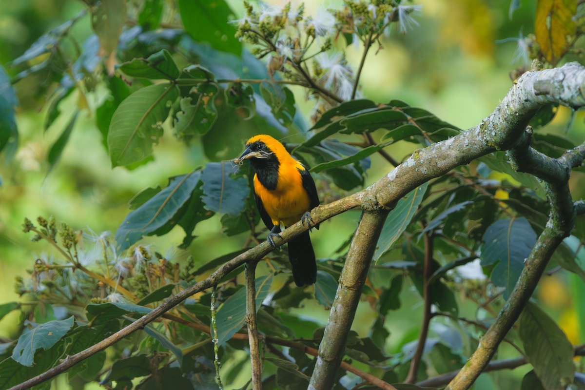 Yellow-backed Oriole - ML646401183