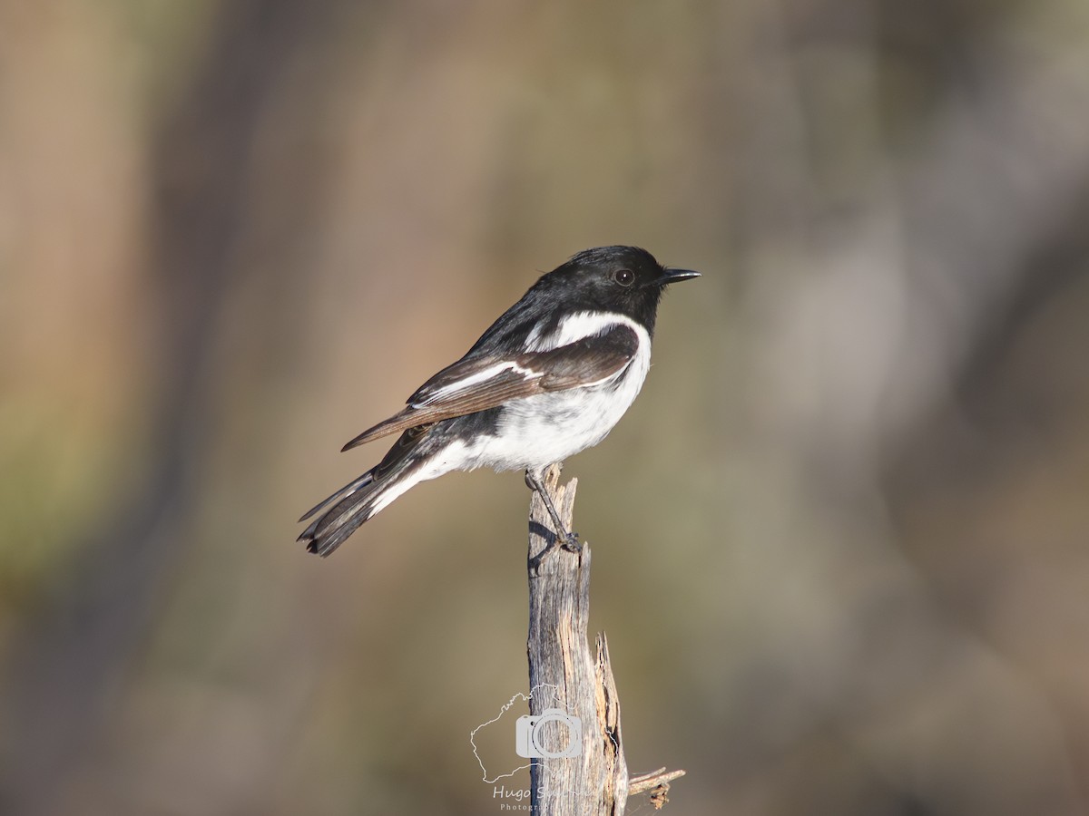 Hooded Robin - ML646401184