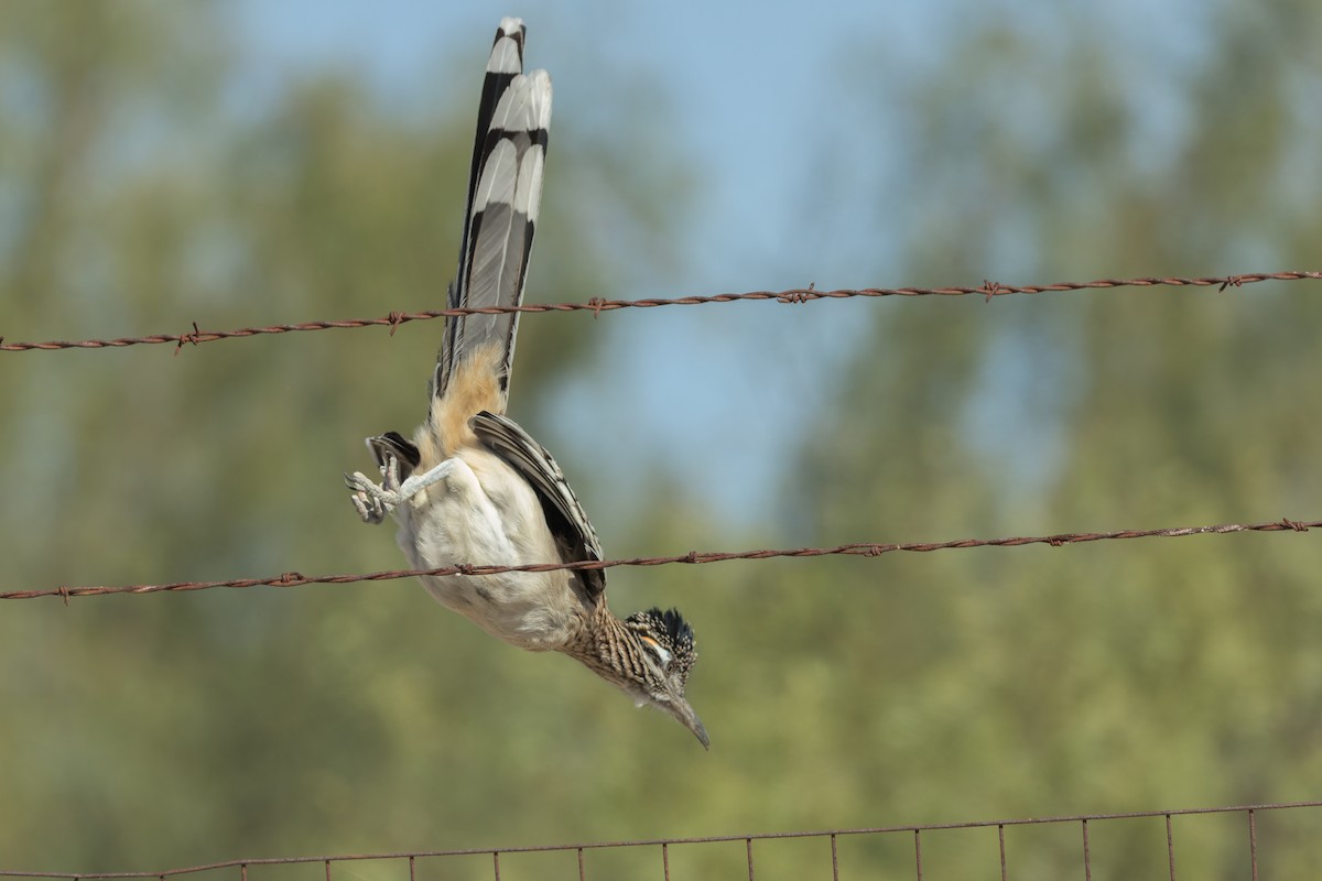 kukačka kohoutí - ML646401185