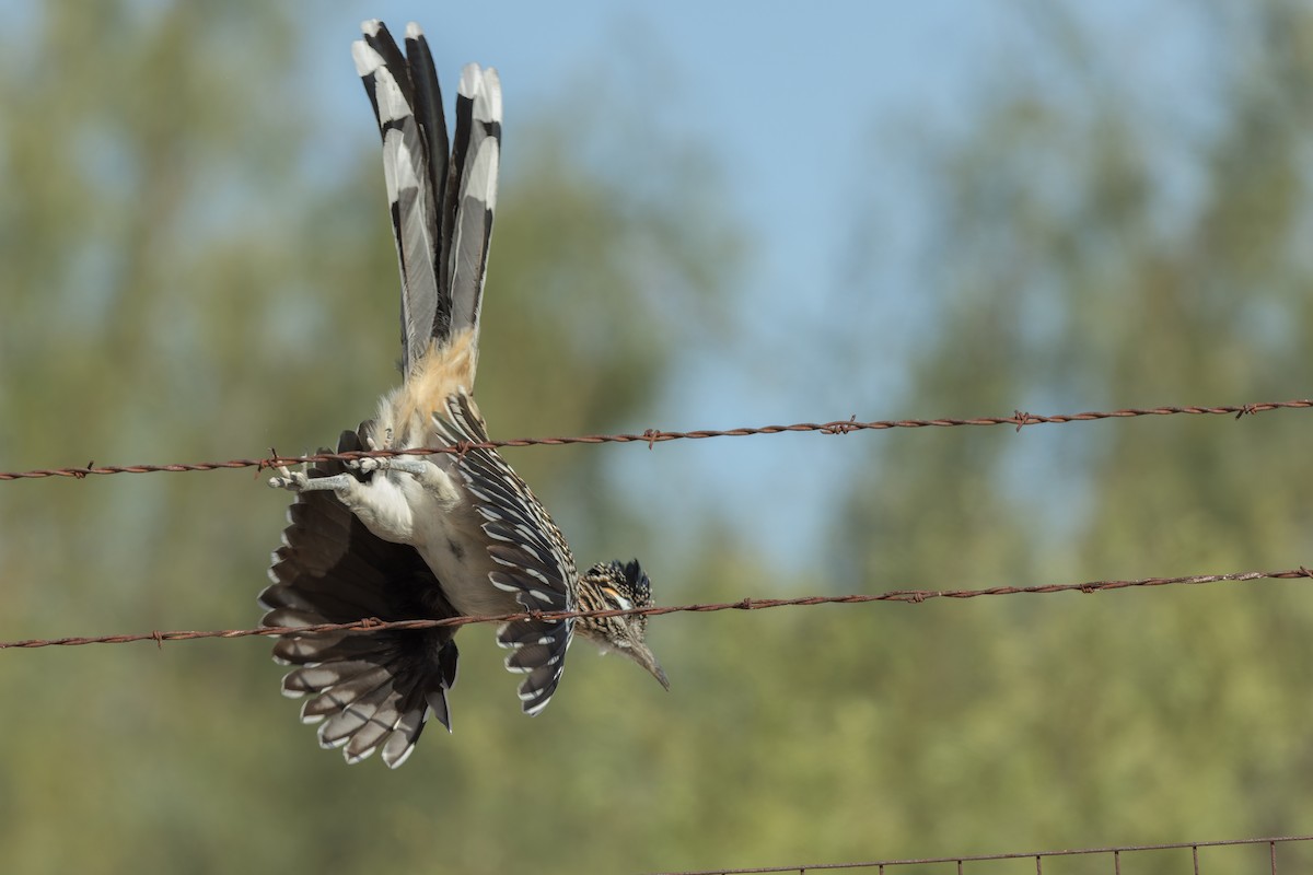 kukačka kohoutí - ML646401186