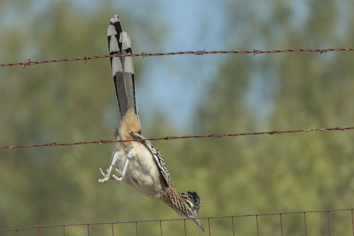 kukačka kohoutí - ML646401187