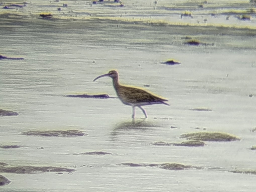 Eurasian Whimbrel - ML646401188