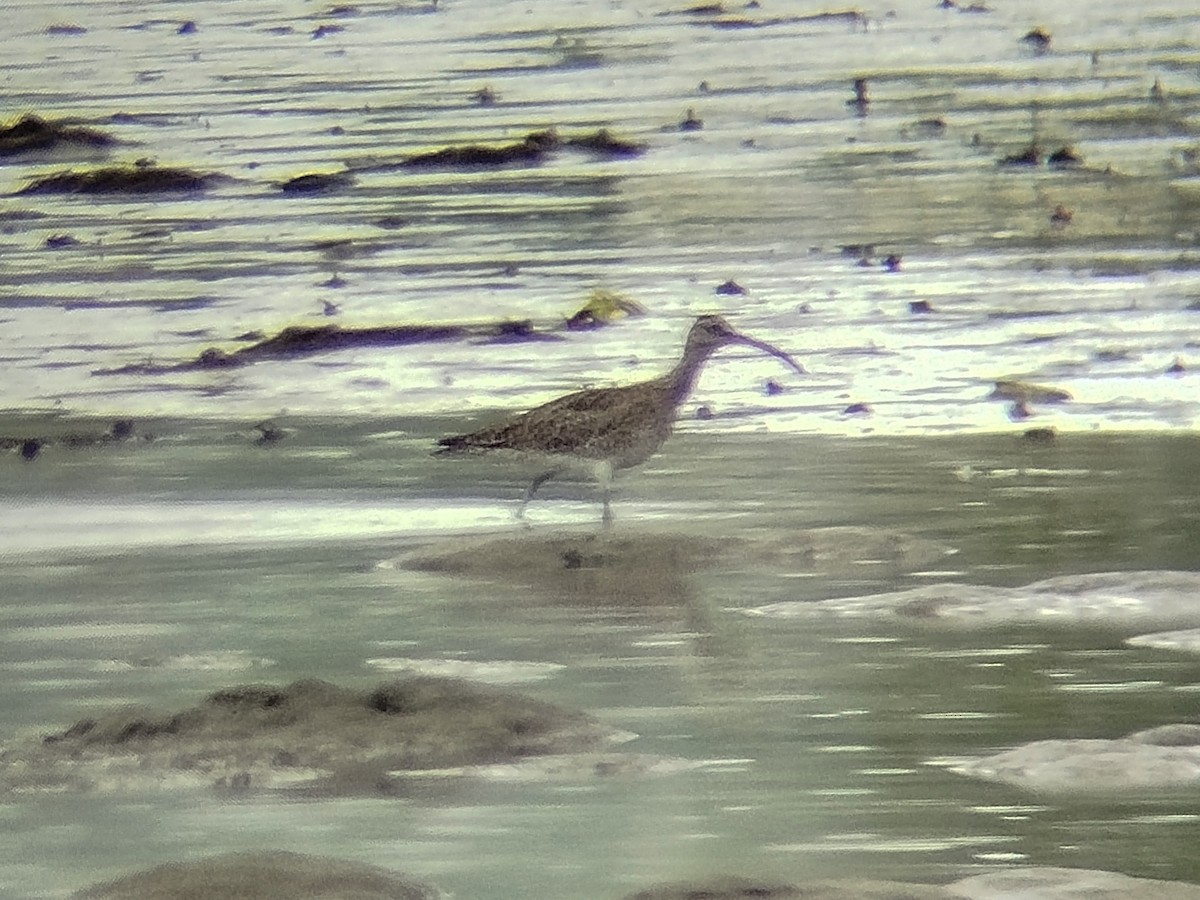 Eurasian Whimbrel - ML646401189
