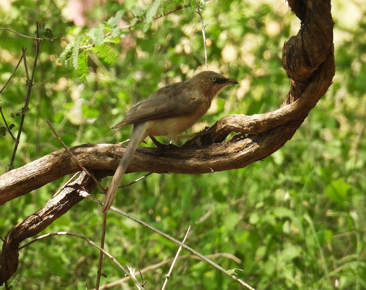 Large Gray Babbler - ML646401195