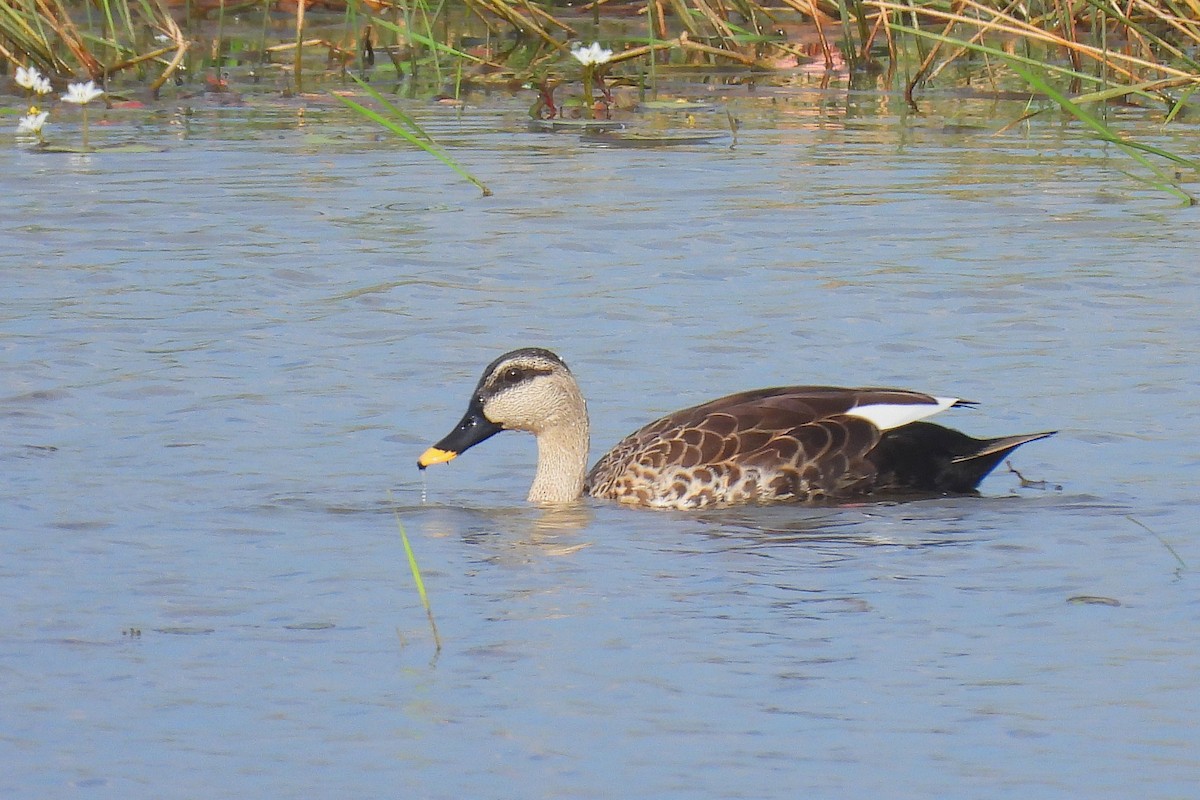 Indian Spot-billed Duck - ML646401197