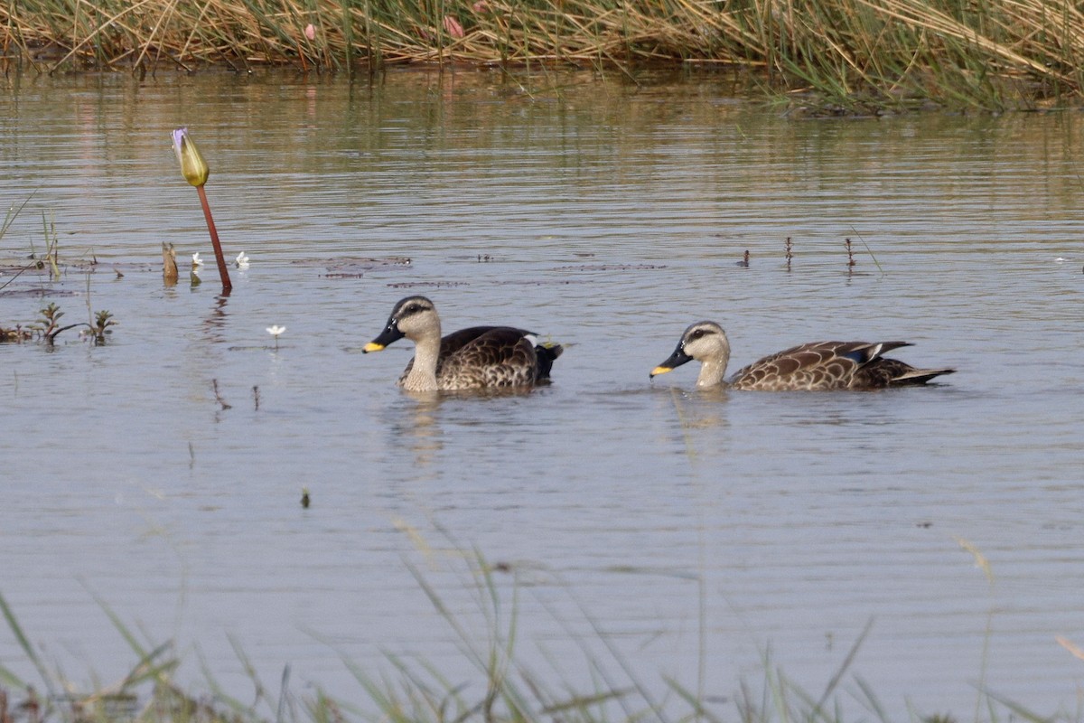 Indian Spot-billed Duck - ML646401198