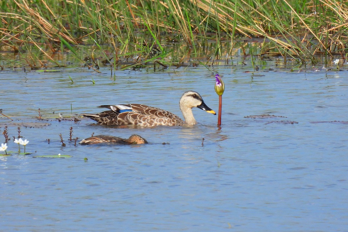 Indian Spot-billed Duck - ML646401199