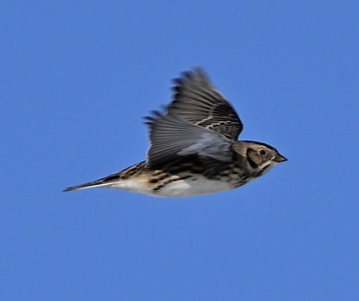 Подорожник лапландський - ML646401200