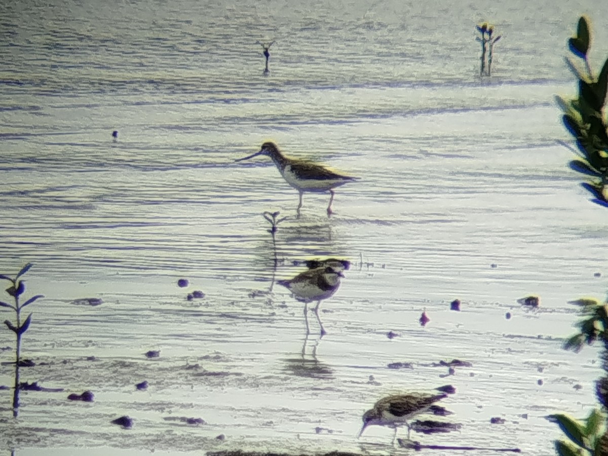 Terek Sandpiper - ML646401203