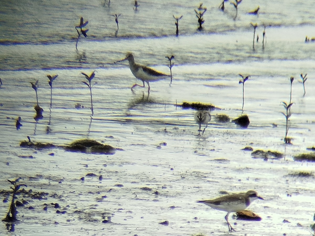 Terek Sandpiper - ML646401204